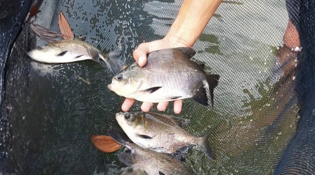 Embrapa se posiciona sobre espécies aquícolas que constam em lista de exóticas invasoras da Comissão Nacional de Biodiversidade