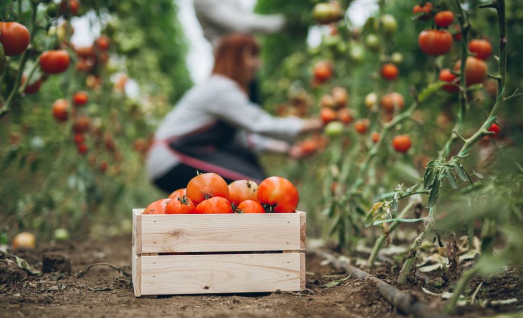 Produção de tomate supera recorde com 4,7 milhões de toneladas colhidas em 2025 mas enfrenta desafios