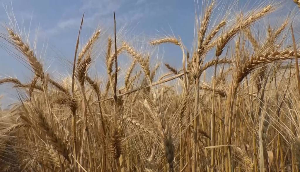 Deral: plantio de trigo no Paraná atinge 61% da área estimada ante 48% há 7 dias