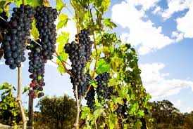 Safra 25/26: APTA Regional de São Roque colhe mais de 2 toneladas de uvas agroecológicas e anuncia avanço para sistema biodinâmico