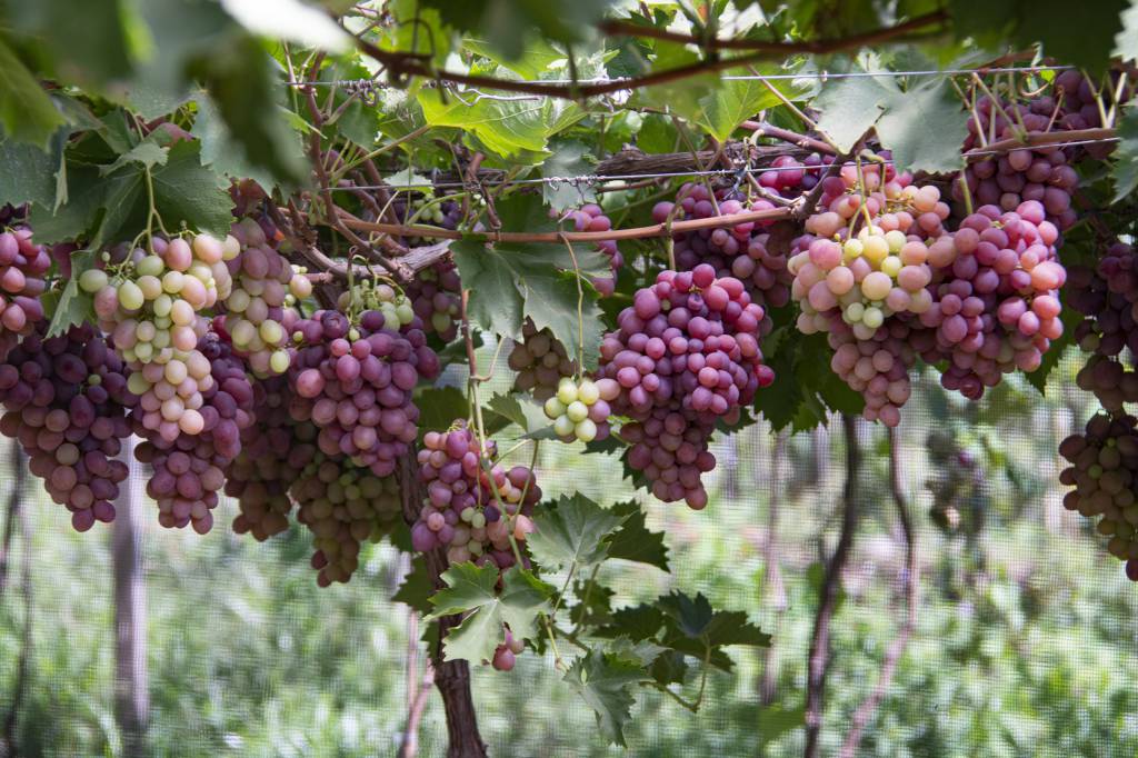 Chuvas abaixo da média histórica em fevereiro favorecem maturação e colheita das uvas no RS