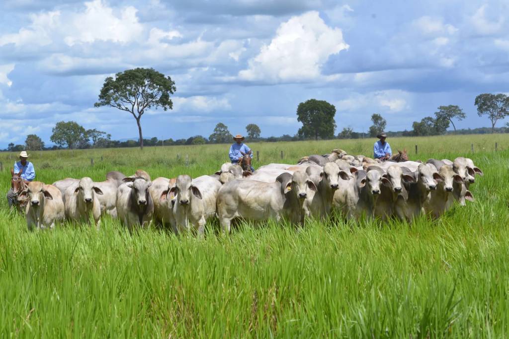 Preço do boi gordo em SP se aproxima dos valores praticados em outros estados
