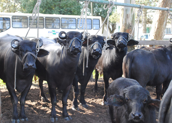 Fazenda produz mil litros de leite de búfalas por dia