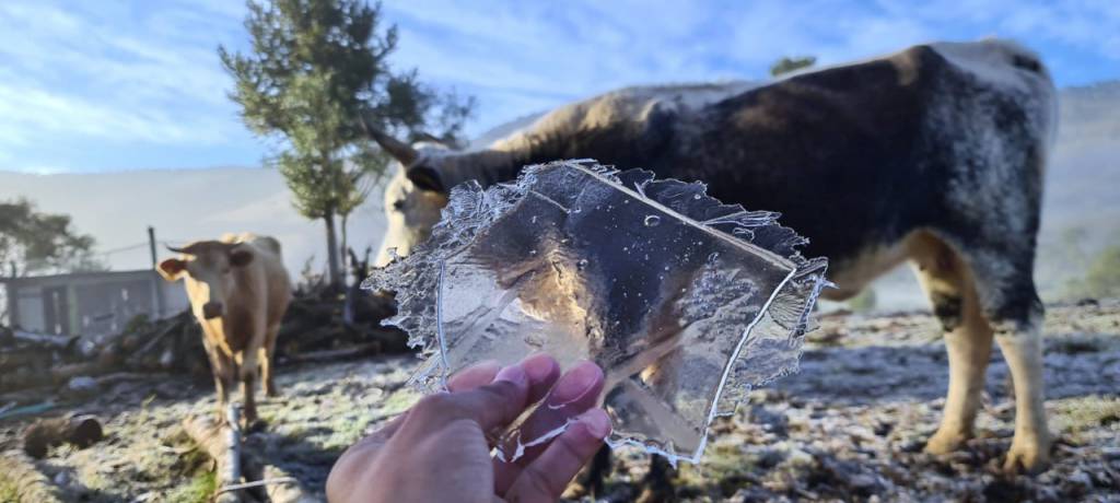 Especialistas dão dicas de cuidados com bovinos leiteiros diante das baixas temperaturas