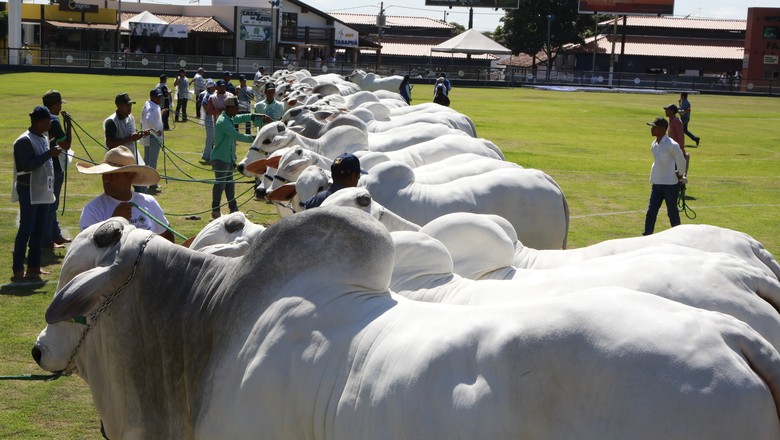 ExpoZebu 2021 será realizada totalmente no formato virtual