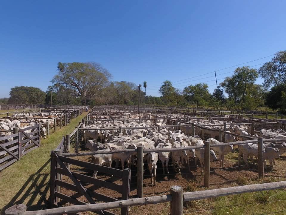 Comparativo mensal da arroba do boi gordo registra queda e encerra a R$ 251,85/@