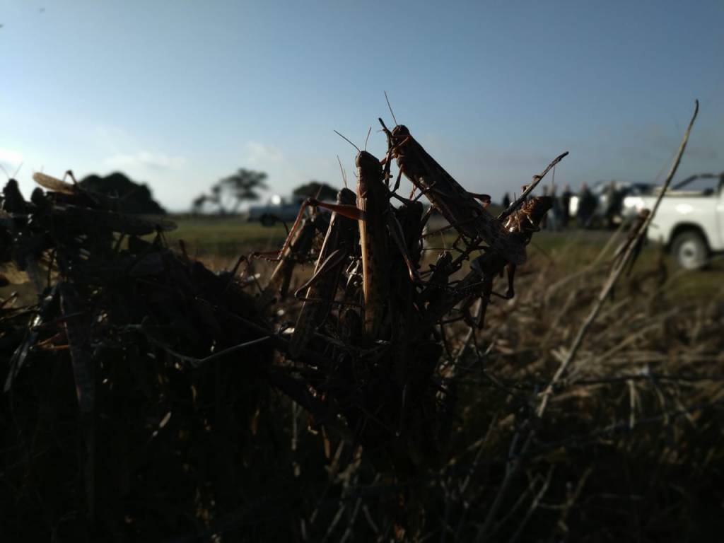 Estimativa indica que nuvem de gafanhotos poderá chegar ao Brasil até quarta-feira