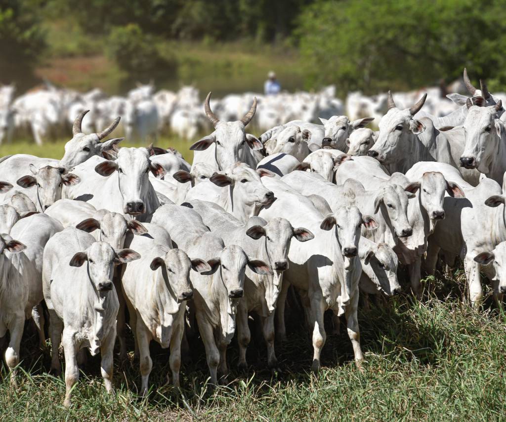 Preço da carne bovina sem osso no atacado tem queda na comparação semanal