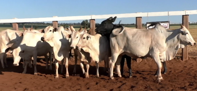 Leilão Especial Leilosul oferta 1.500 animais hoje no Canal do Boi