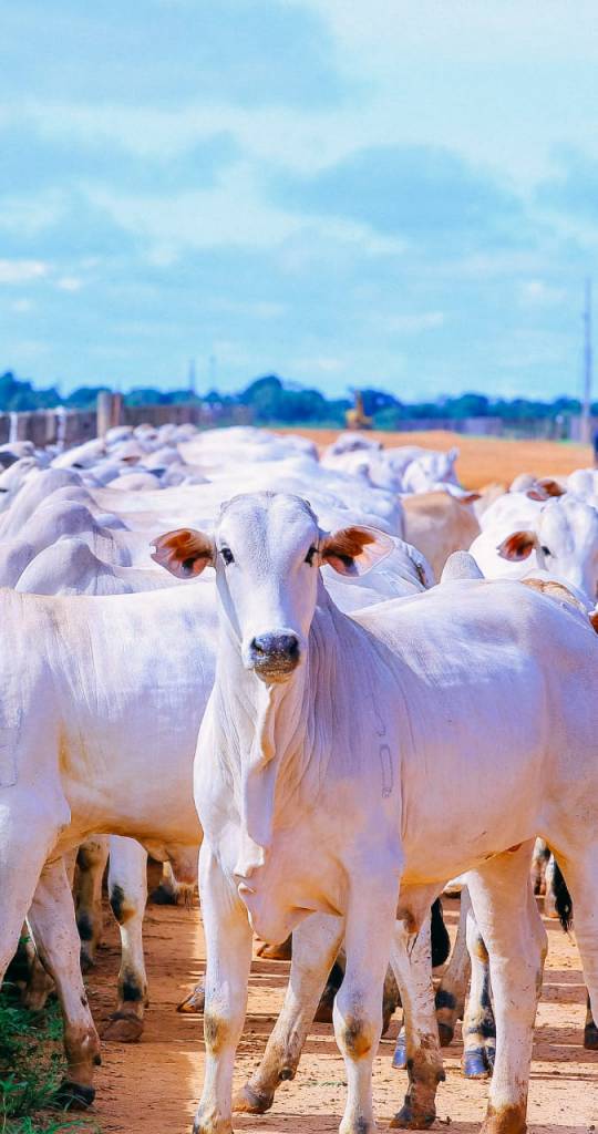 “Leilão Boi em Pauta Edição Fazenda Platina” registra excelentes médias