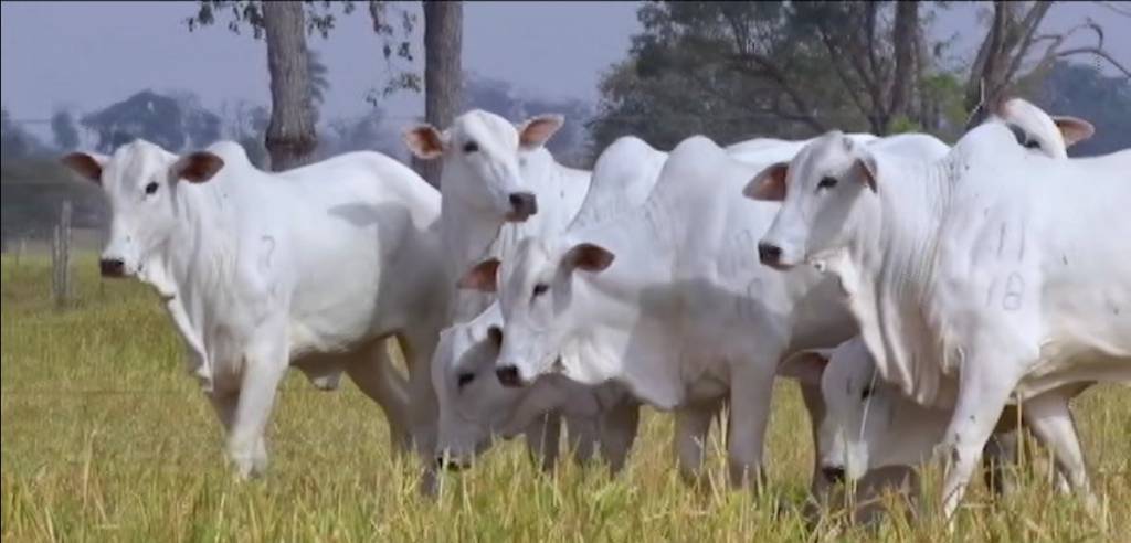 Terceira etapa do Mega Leilão de Liquidação Aliança registra boas médias