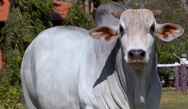 Animais Nelore da Dourada são sucesso em leilão pelo Canal do Boi