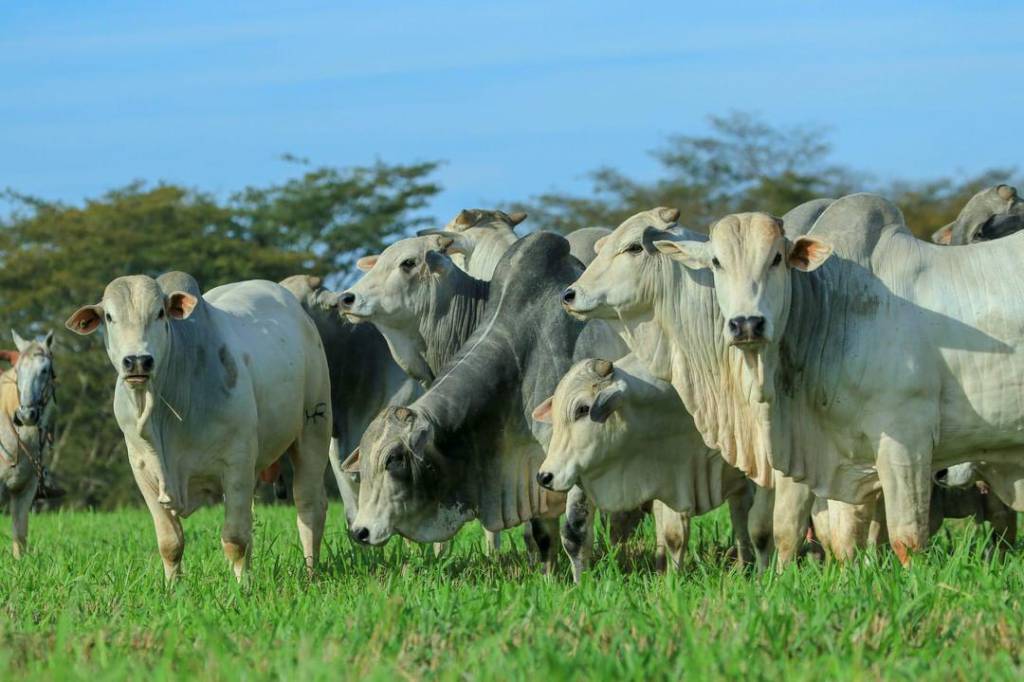 Leilão Genétia HoRa comercializa animais a R$ 19 mil