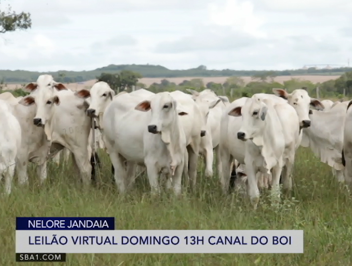 Estudo da USP aponta que fêmeas Nelore Jandaia emprenham 16% a mais