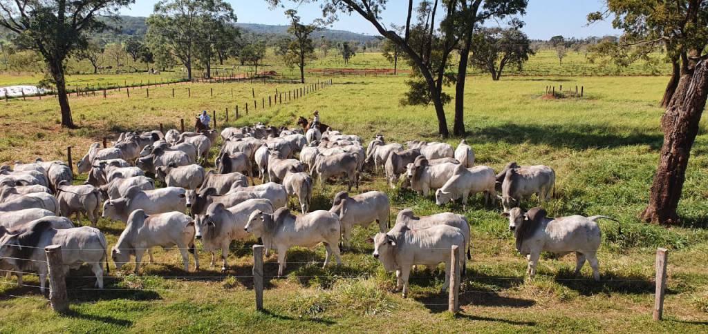 Nelore Birigui: titular fala sobre produção de carne premium 