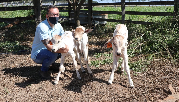 Embrapa registra nascimento de trigêmeos em experimento
