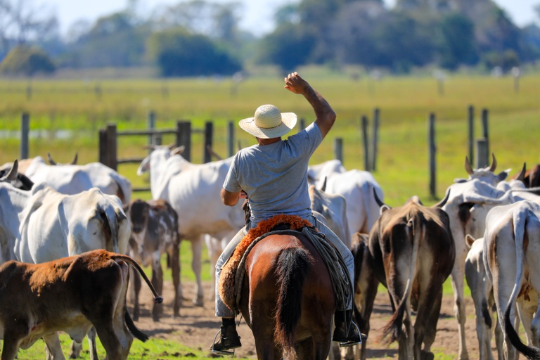FCO disponibiliza R$ 180 milhões para atividades econômicas no Pantanal