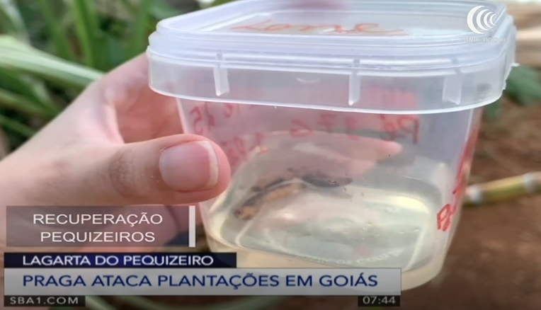 Emater de Goiás investiga praga que ataca pequizeiros