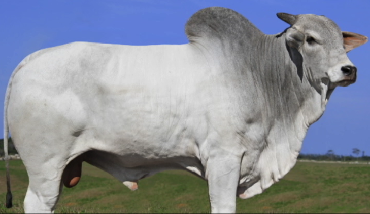 Genética BR oferta sêmen de grandes reprodutores hoje, no Agro Canal