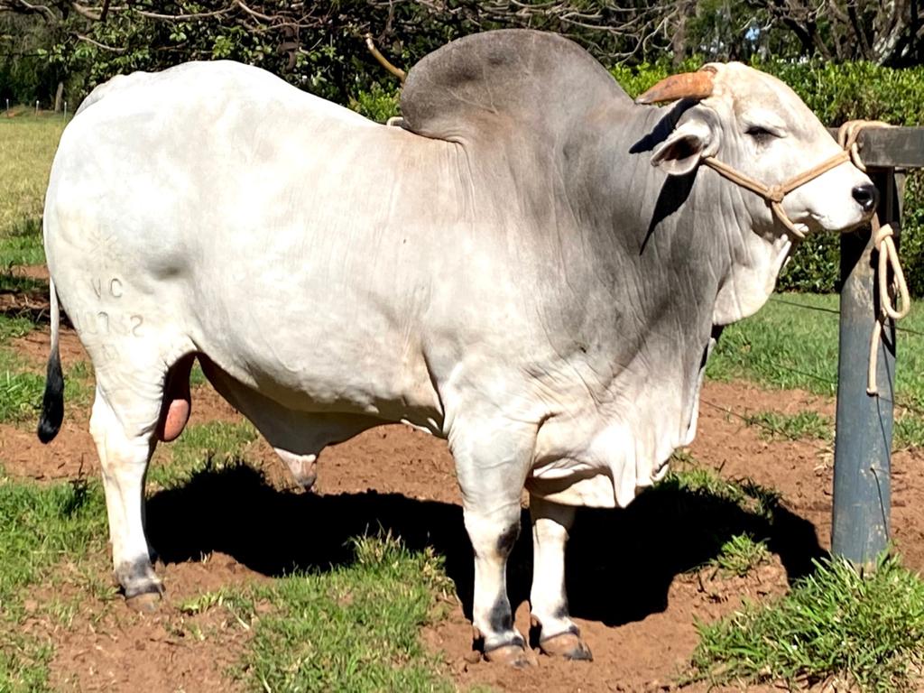 De Olho na Genética Top de Vendas Semex nesta semana do Canal do Boi
