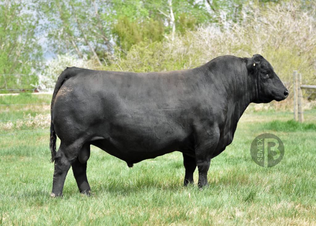 De Olho na Genética Top de Vendas Semex na programação do Canal do Boi