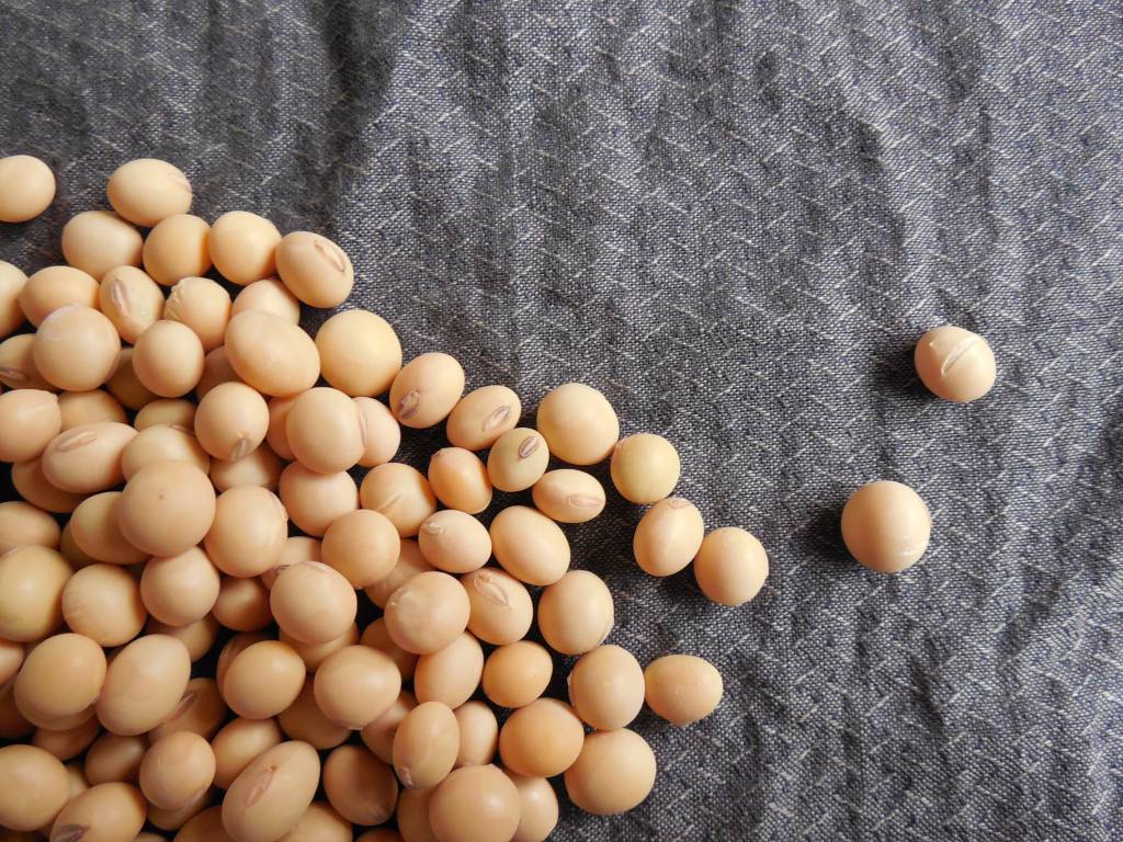 Grão e farelo de soja com preços firmes devido ao câmbio e demanda