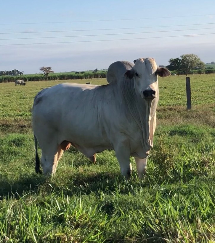 Touros Agropecuária Kangayan são vendidos em média a R$ 19 mil no Canal do Boi
