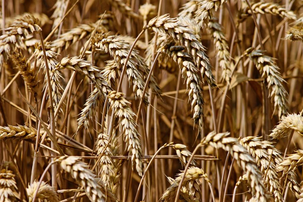Cotações firmes no mercado de trigo do PR