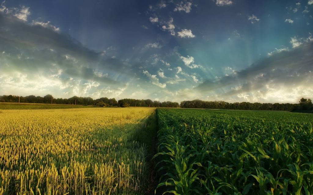 Ipea: setor agropecuário pode crescer até 2,5% apesar da Covid-19
