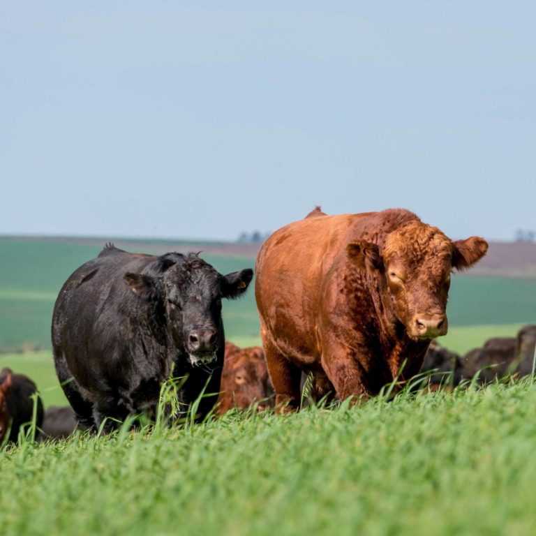 Criadores do ES precisam atualizar cadastro no Sistema de Integração Agropecuária