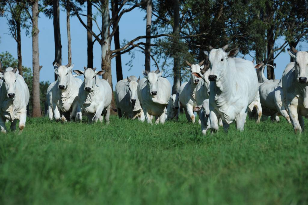 Entrevista: secretário de governo de MS destaca pontos do setor agro no estado