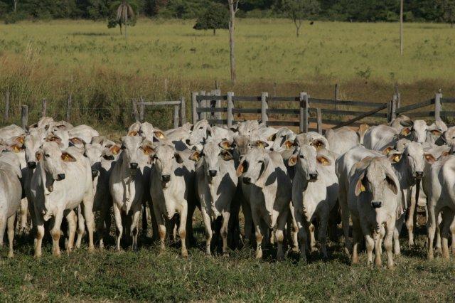 ACBB mantém ExpoBrahman 2020