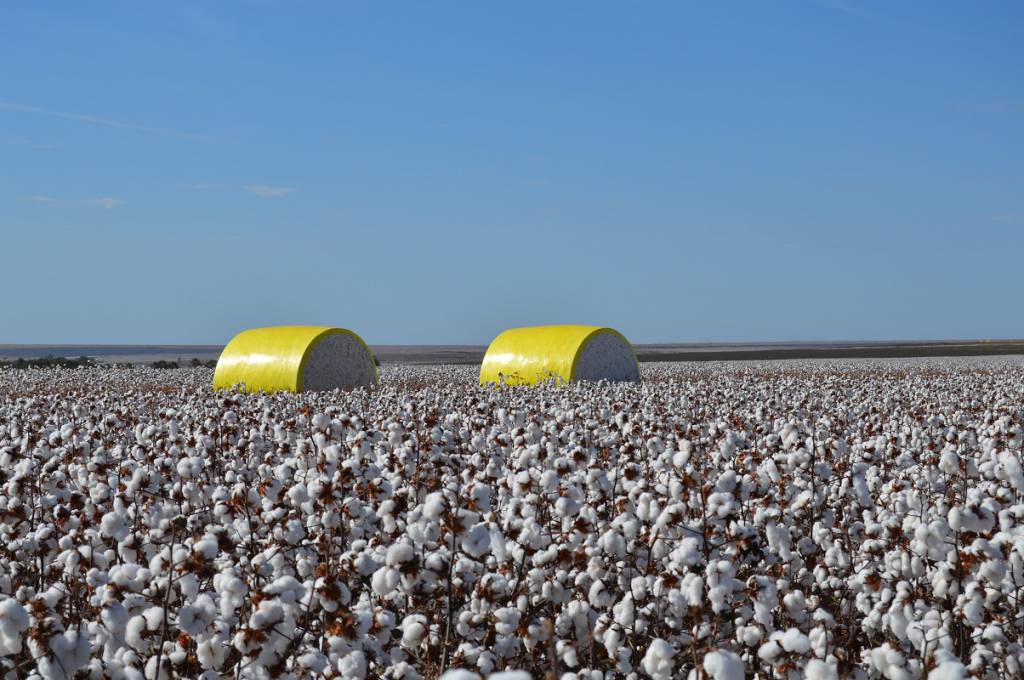 Goiás: colheita de algodão passa dos 40% em áreas produtoras 