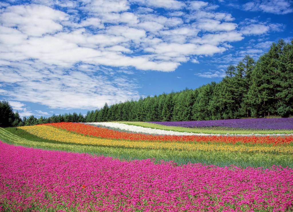 Faern/Senar solicita ao Governo do RN reabertura das floriculturas