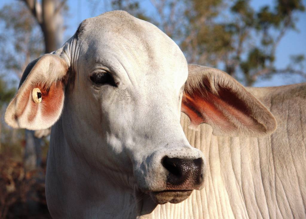 Carne bovina sem osso registra valorização de 0,47% no mercado atacadista
