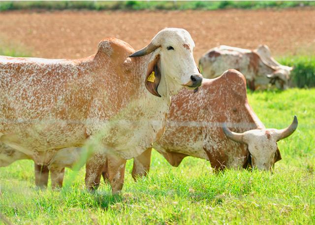 Zebu leiteiro: saiba como aumentar produtividade do rebanho
