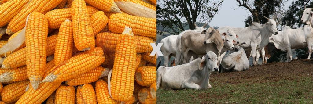 Poder de compra do pecuarista frente ao milho caiu 18,1% na comparação anual