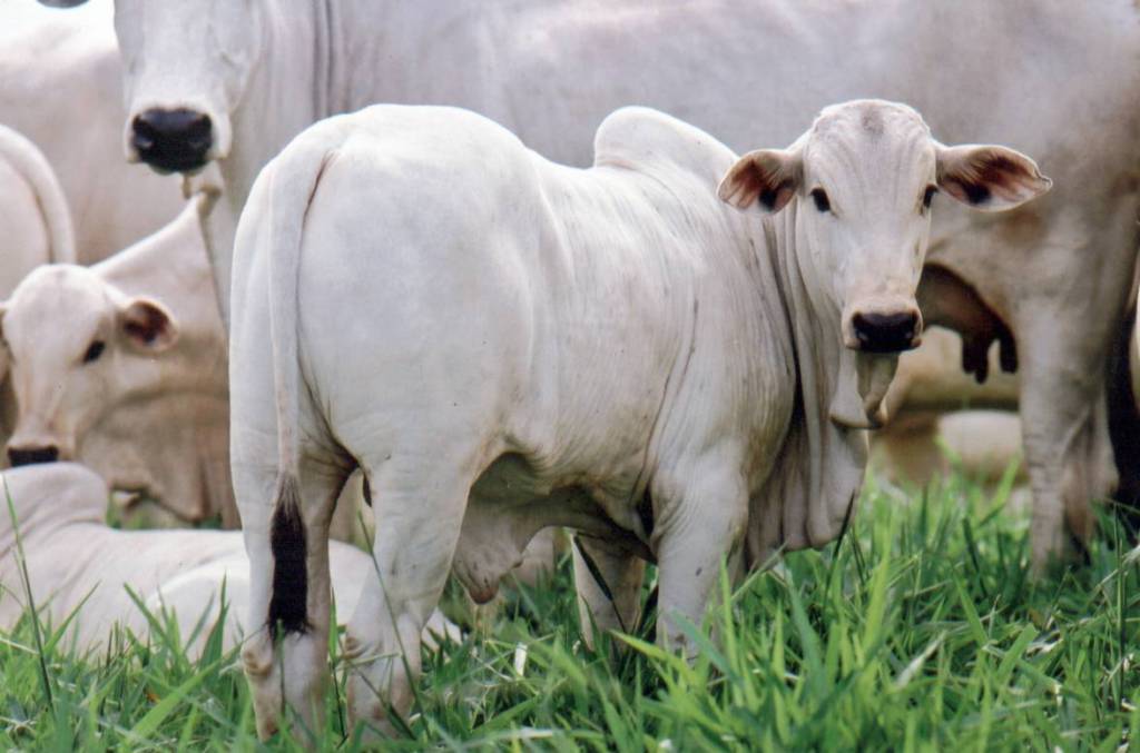 Rebanho bovino de MT pode ter redução em 2021