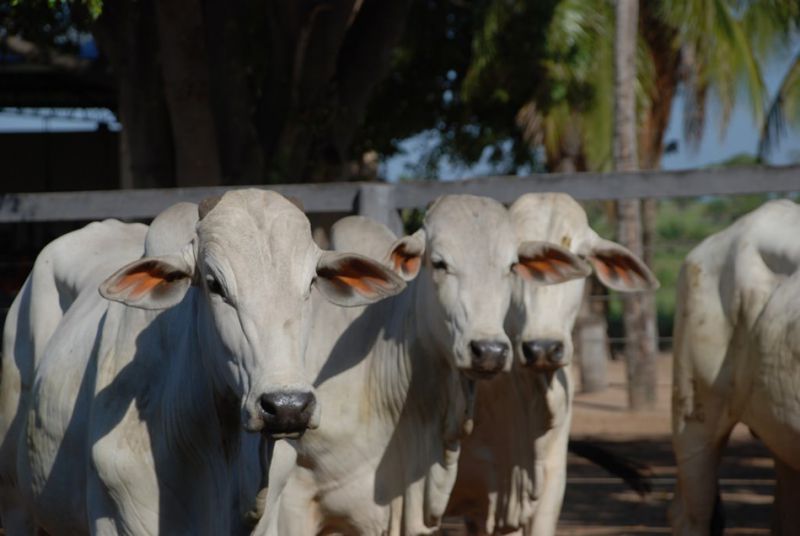 Preço da carne bovina no atacado registra alta de 0,43%