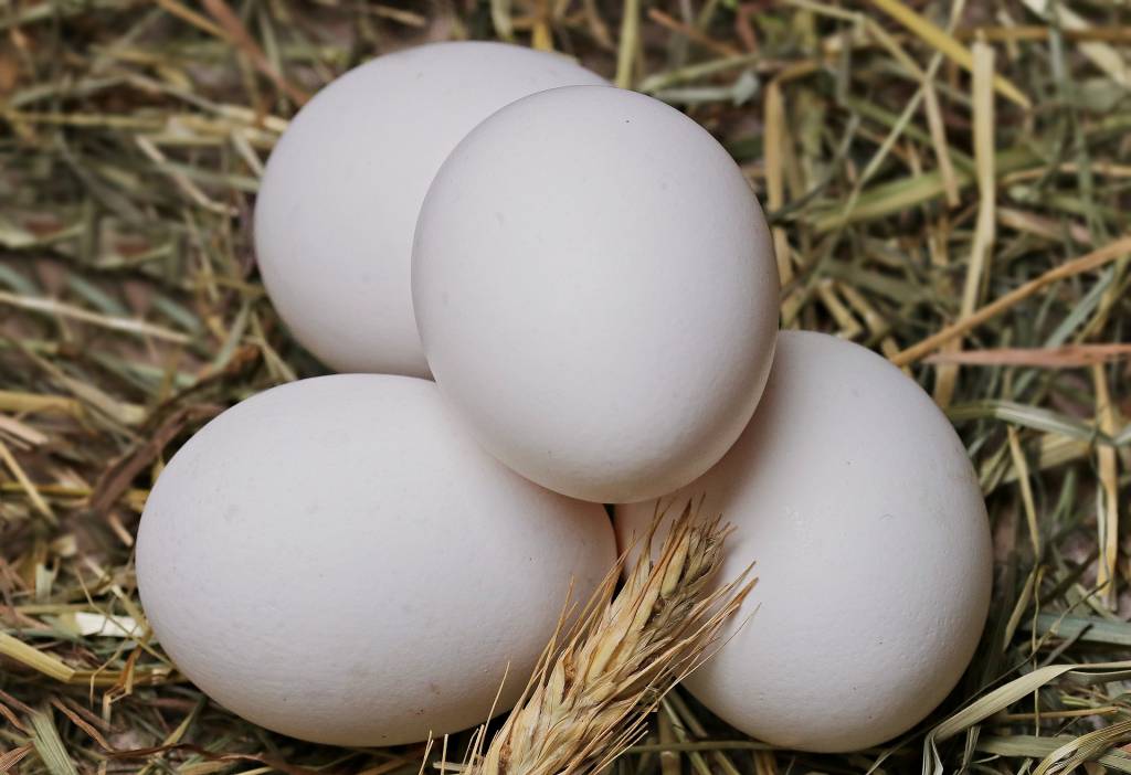 Cotação de ovos tem alta de 5,7% após semanas de quedas