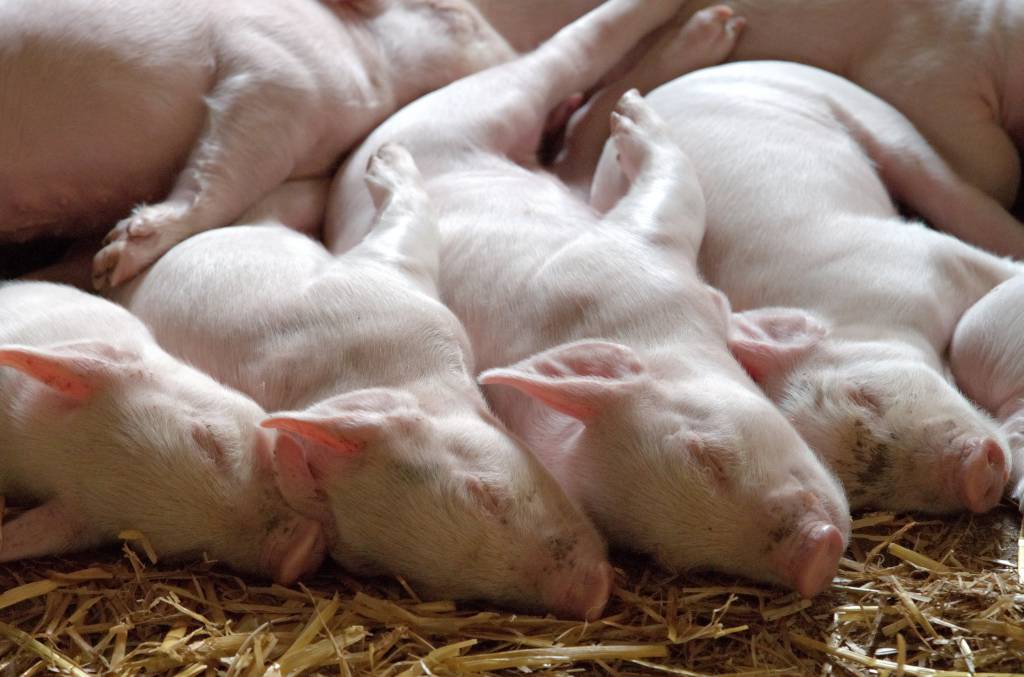 Embrapa: Coronavírus e Peste Suína Africana aumentam demanda internacional por carne suína brasileira