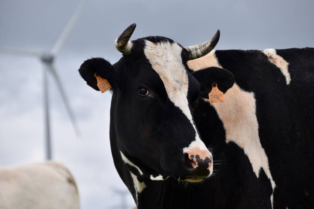 Tarifa zero para importação de soja e milho pode reduzir custos de produção de proteína animal