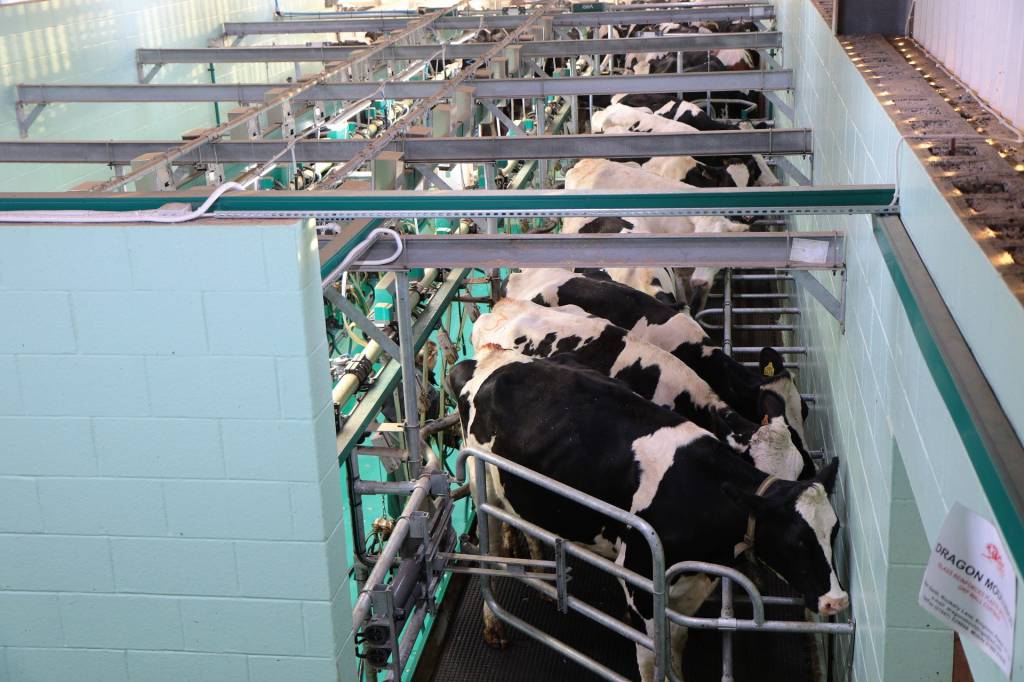 Custos de produção da atividade leiteira tiveram queda de 1,1% em abril