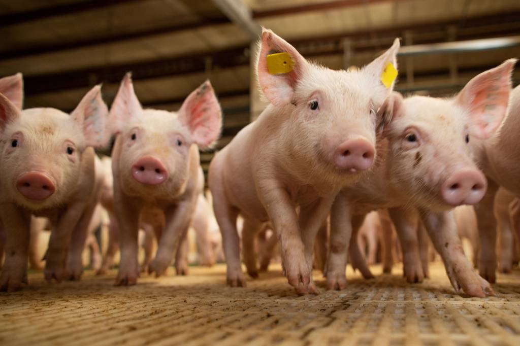 Preços de produtos suinícolas atingem máximas reais
