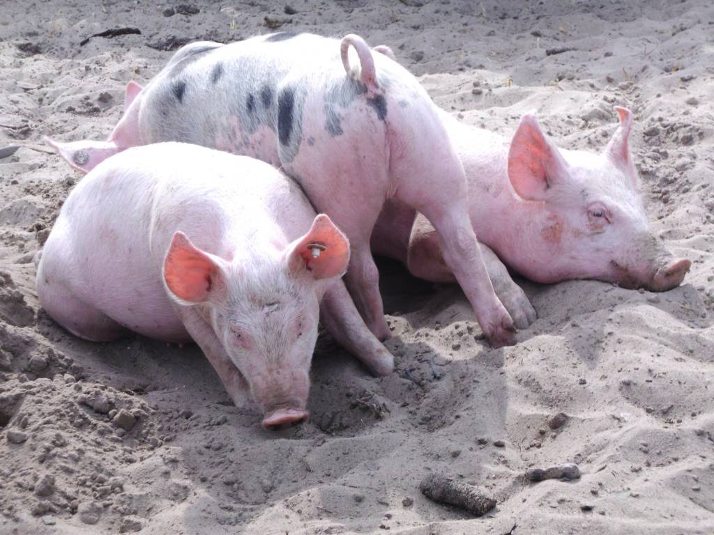Mercado de suínos em ritmo de valorização na granja e atacado