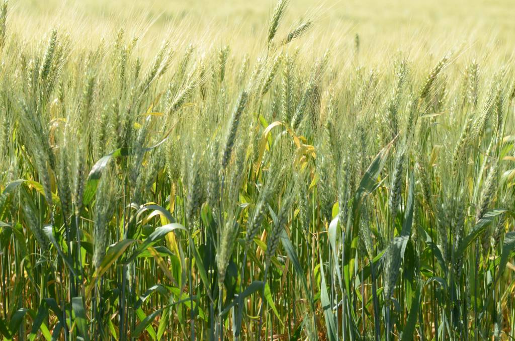 SC amplia áreas de plantio e prevê safra recorde de grãos em 2021/22