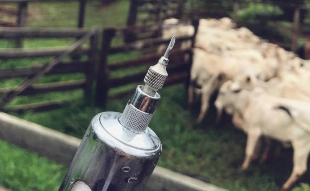 Campanha de vacinação contra febre aftosa inicia e deve imunizar cerca de 170 milhões de animais